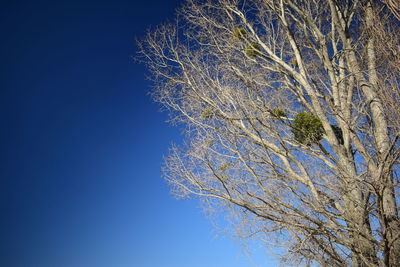 Low angle view of tree against clear blue sky