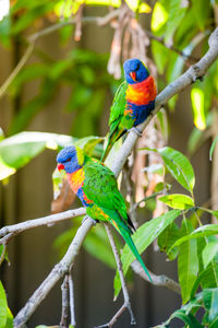 Bird perching on branch