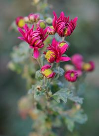 Close-up of pink flowering plant