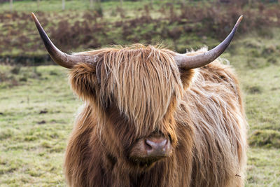 Close-up of cow standing on field