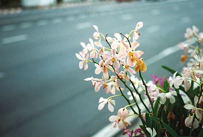 Close-up of cherry blossom plant