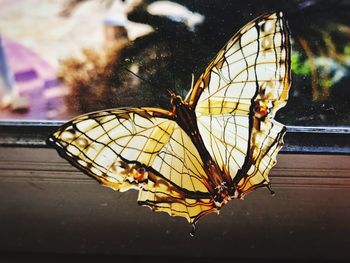 Close-up of butterfly on leaf