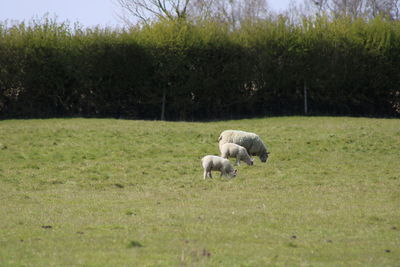 Sheep grazing in a field