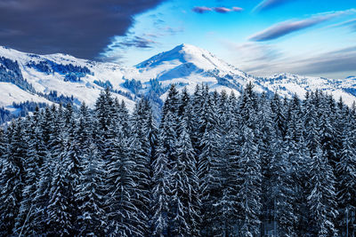 Pine trees on snowcapped mountains against sky