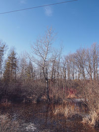Bare trees on field against sky