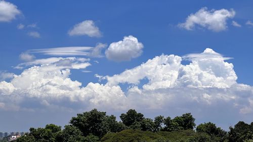 Low angle view of trees against sky