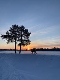 Silhouette trees on snow field against sky during sunset