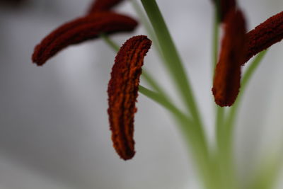 Close-up of red flowering plant