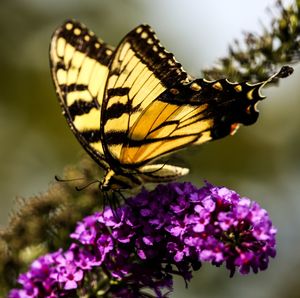 Close-up of butterfly pollinating on purple flower