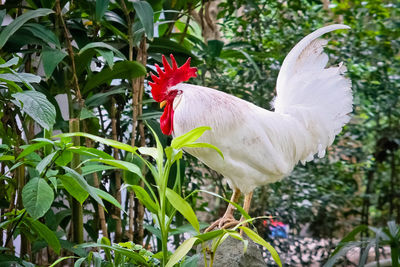 Close-up of rooster on plants