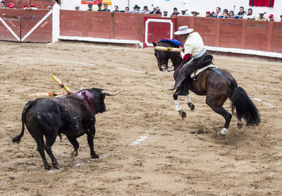 Horses running on land