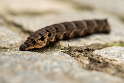 Close-up of lizard