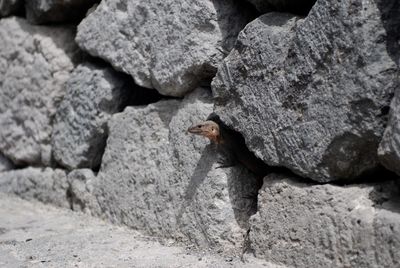 Close-up of bird on rock