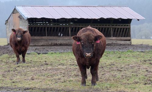 Portrait of cow standing in farm