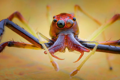 Macro shot of insect on water