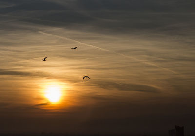 Silhouette birds flying against cloudy sky during sunset