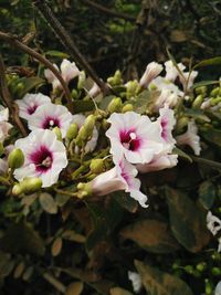 Close-up of pink flowers blooming outdoors