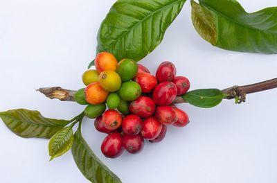 Close-up of apples on plant against white background