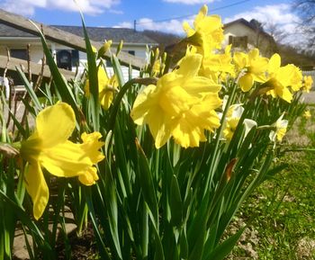 Close-up of yellow flowers blooming in field