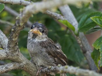 Close-up of bird perching on branch