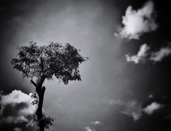 Low angle view of tree against sky