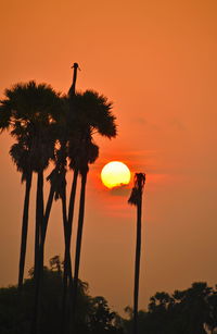 Silhouette coconut palm tree against orange sky