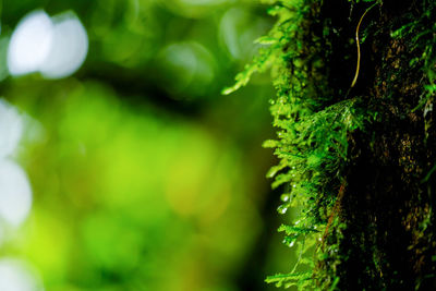 Close-up of moss growing on tree trunk