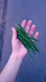 High angle view of hand holding leaf