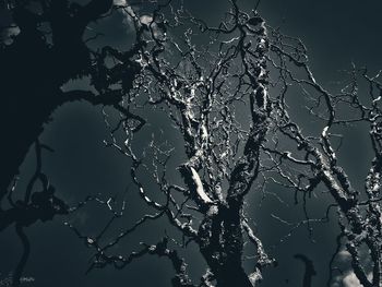 Close-up of frozen tree against sky