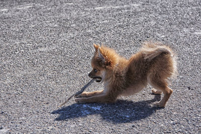 Playful puppy carrying stick in mouth on street