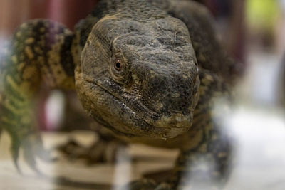 Close-up portrait of a lizard