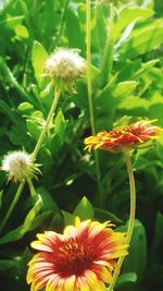 Close-up of flowers blooming outdoors