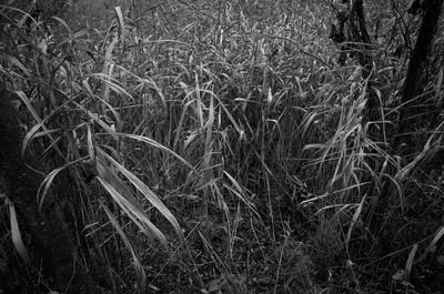Plants on field