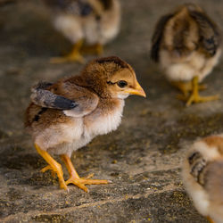 Close-up of a bird on field