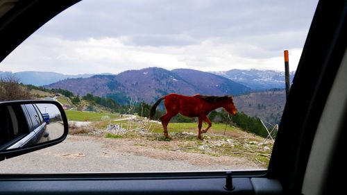 Horse seen through car window