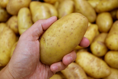 Closeup of hand holding a potato with blurry heap of potatoes in background