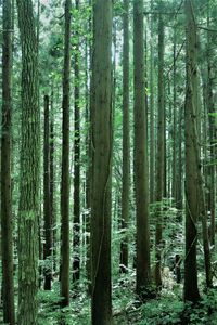 View of trees in forest