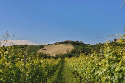 Scenic view of agricultural field against clear sky