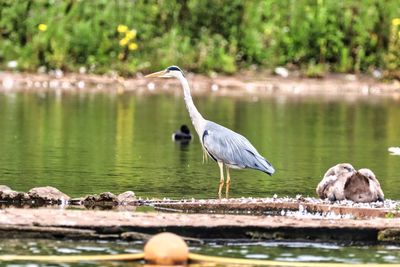 Gray heron on lake