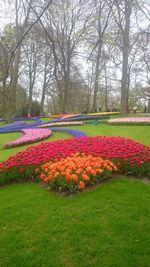 View of flowers in field