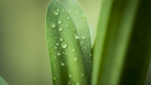 Close-up of wet grass