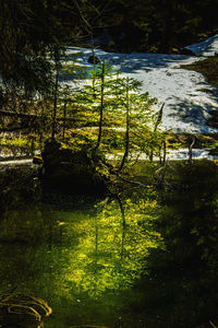 Scenic view of lake in forest