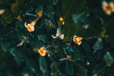 High angle view of flowering plants