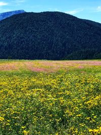 Scenic view of field against sky