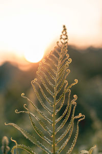 Close-up of plant against sky during sunset