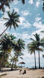 Palm trees on beach against sky