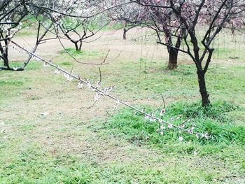 Bare trees on field