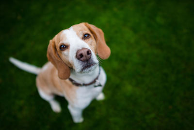 High angle portrait of dog standing on grassy field