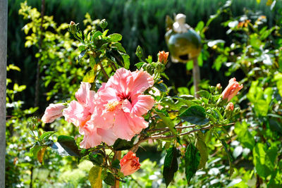 Close-up of pink flowering plant