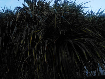 Low angle view of palm trees against clear sky